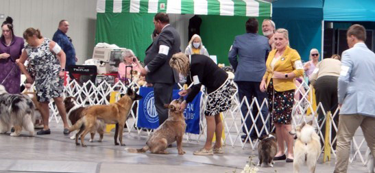 2022 Annual Show